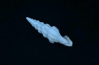 藏品(傑夫瑞氏捲管螺 )的圖片